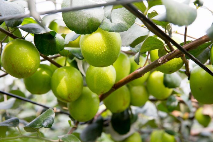 因應ART 周春米：全力穩定縣內畜牧產業，善用優勢農產爭取國際市場