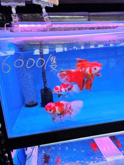 屏東觀賞魚產業蓬勃發展，年產值突破十億元，三分之二全台產量出自屏東，金牌觀賞魚揚名國際舞台