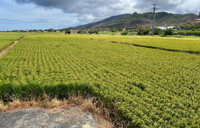 115年農糧產業調整與轉型計畫，1月2日起開始受理申報
