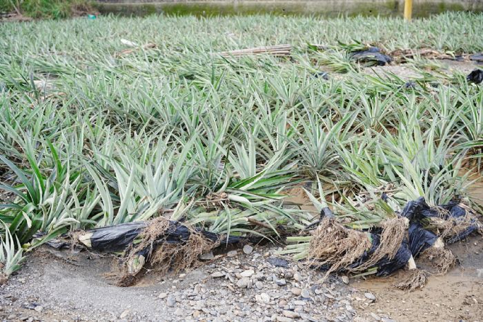 屏東豪雨衝擊農作，縣府籲農民盡速報災爭取更多救助品項
