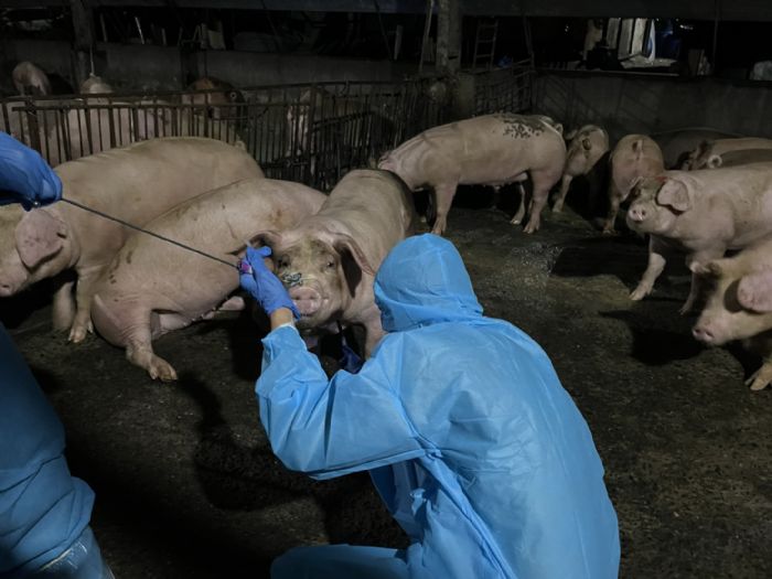 九如未登記養豬場違法餵飼廚餘，重罰43萬元 防堵非洲豬瘟風險