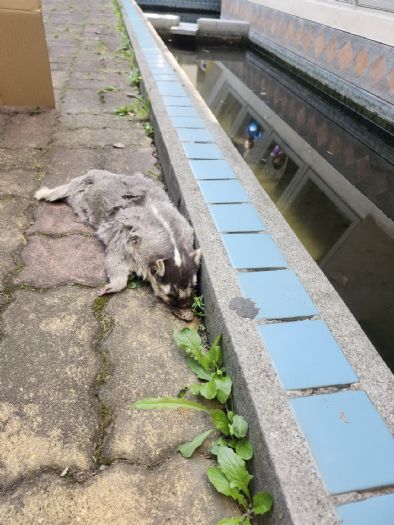 守護毛孩也守護家人：屏東加強狂犬病防疫，邀您一起把關健康