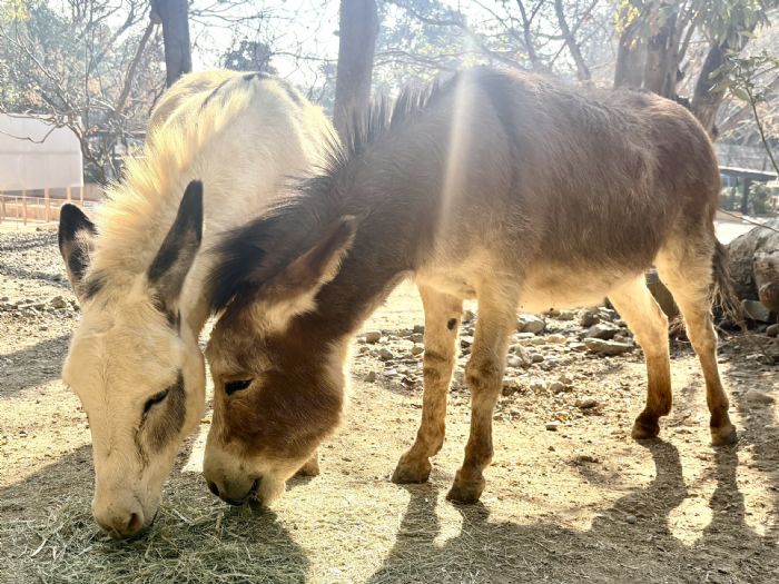 馬年走春首選！壽山動物園春節兒童入園免費、AI互動新體驗
