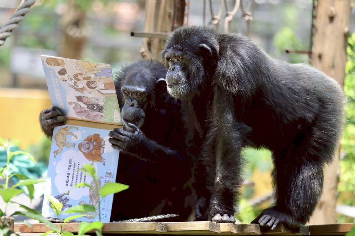 壽山動物園特製「藏食瓦楞紙書」 黑猩猩趣味讀報、看繪本