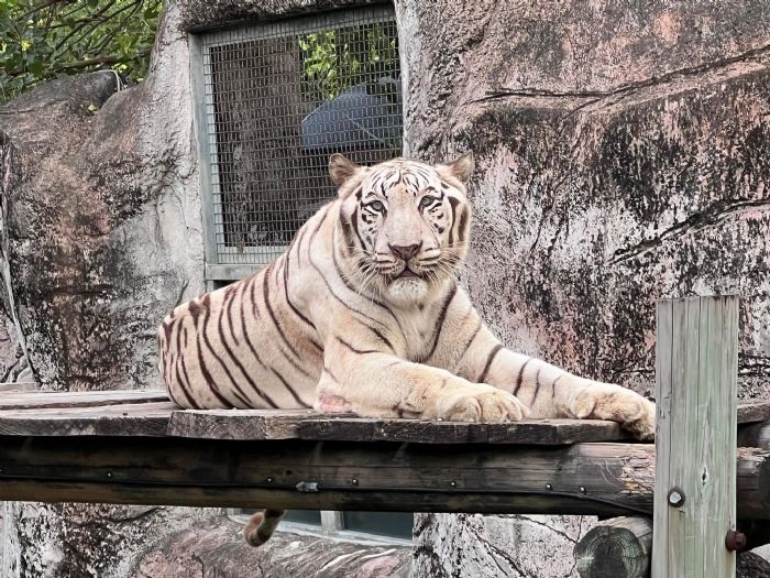 壽山動物園溫馨推廣虎保育,8/2紙風車劇團高雄旗糖登場親子共學 壽山動物園溫馨推廣虎保育,8/2紙風車劇團高雄旗糖登場親子共學