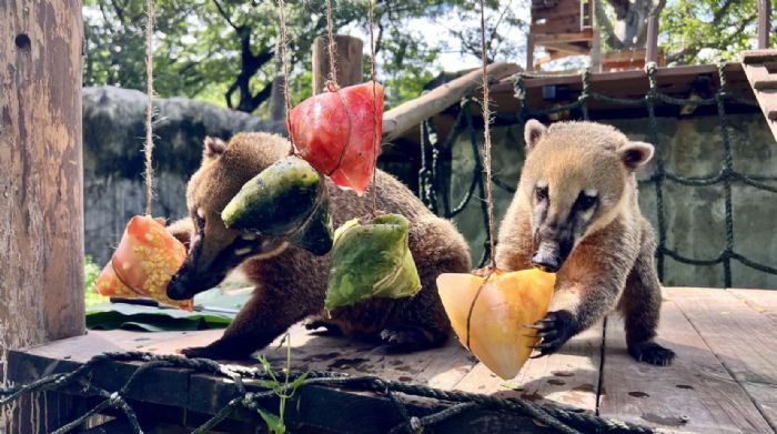 壽山動物園端午飄粽香，黑猩猩互送菜粽放閃