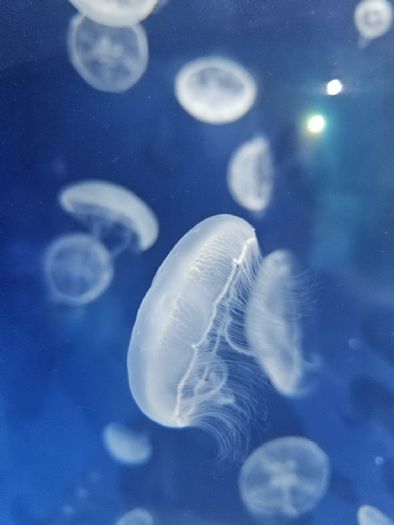 海科館首度攜手Xpark展開養殖技術成果交流，人工繁殖取代野外採集，共創海洋保育新模式！