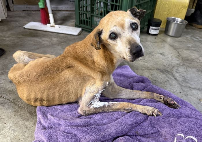 車禍受傷老黃狗重獲新生！新北毛寶貝醫療照護助牠走向幸福新家