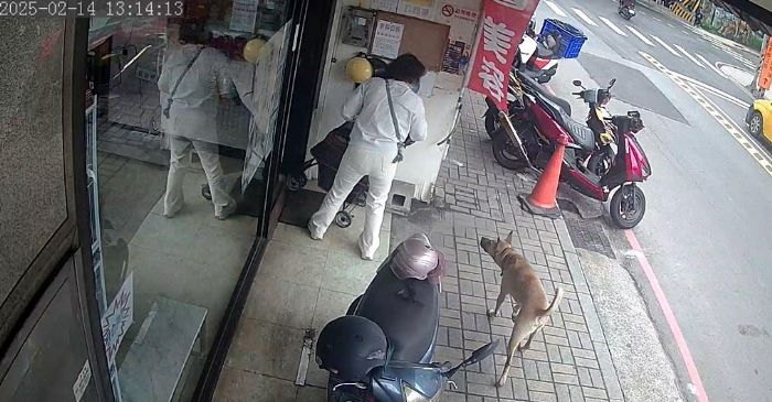 新北五股機車行犬隻未繫繩擾鄰，動保處開罰15,000元，呼籲寵物飼主守護社區和諧