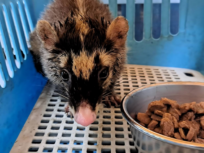 溫暖急救！樹林小旅人「鼬獾卡瓶」驚魂記——專業團隊細心解困、平安回山林