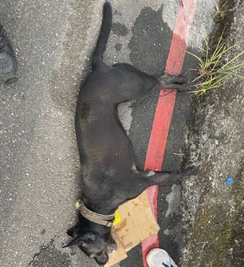 騎車遛狗釀憾事，北市動保處提醒正確飼養觀念守護毛孩