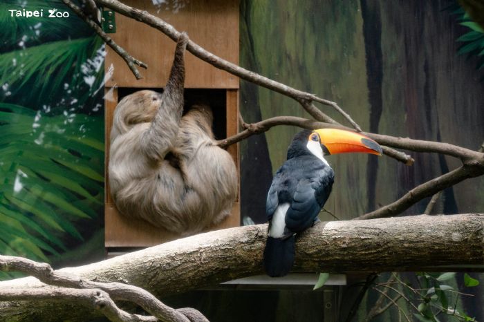 巨嘴鳥與樹獺成為新室友！臺北市立動物園打造跨物種的和諧共享空間