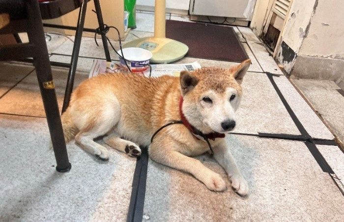 防雷聲驚嚇！北市動保處提醒飼主守護毛孩安全