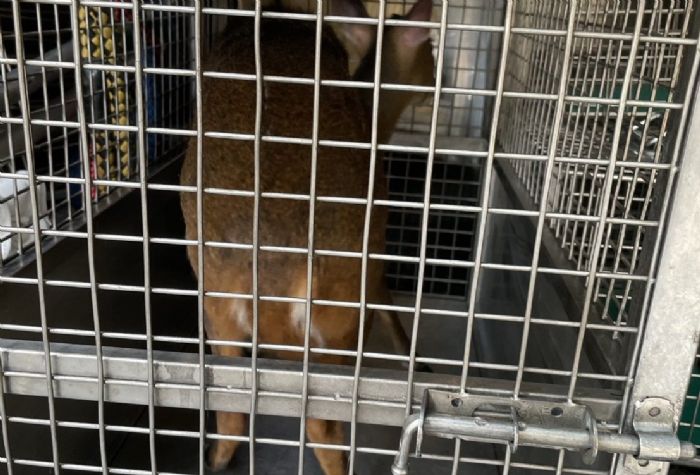 北市信義區驚見野生山羌誤闖地下室，動保處即刻救援溫馨野放