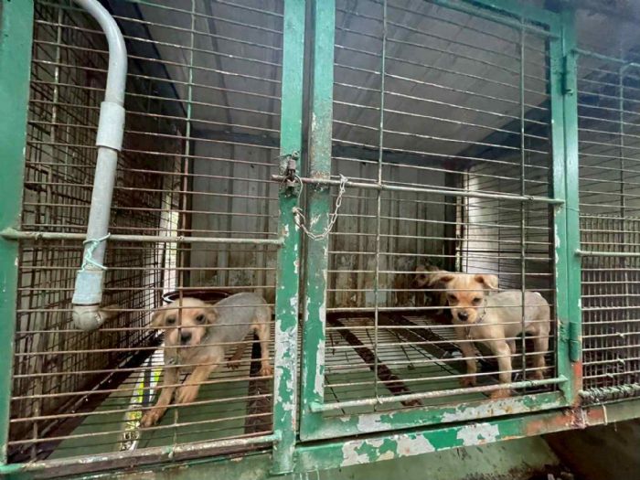苗栗動防所嚴查犬舍不當行為，守護毛孩幸福與動物福祉