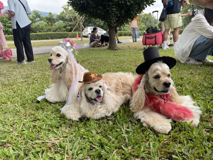 毛孩齊聚草地派對！臺中「親愛的我PET你3.0」萌力登場，笑聲與幸福滿滿開展