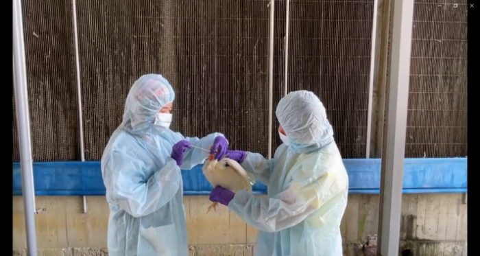 春季防疫不停歇：守護家禽健康，攜手防範禽流感風險