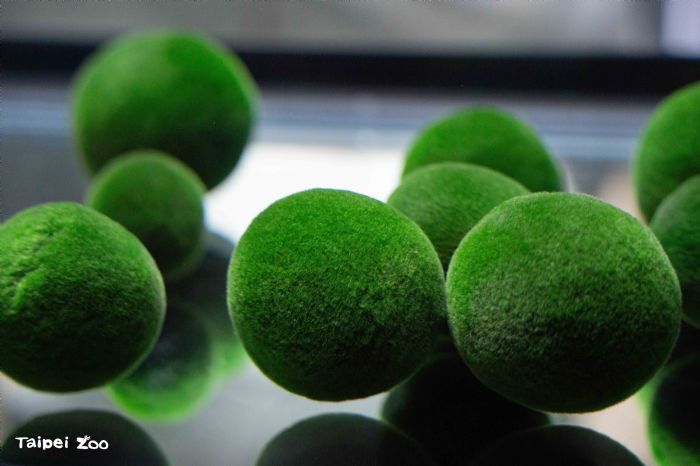 台北 × 釧路的自然友誼再綻放──毬藻翻滾登場、丹頂鶴優雅迎賓