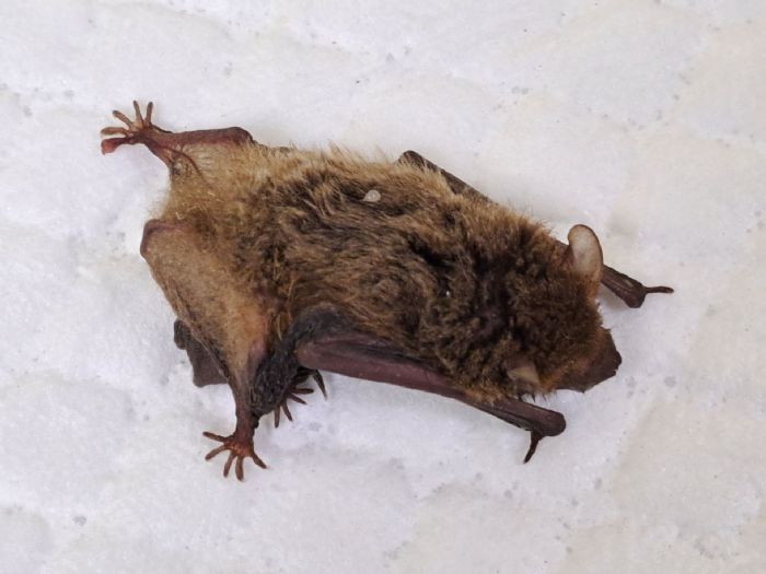 洗衣機裡的小生命奇遇！蝙蝠母子誤闖民宅意外上演暖心救援