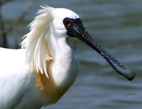 黑面琵鷺華麗報到！茄萣濕地迎接2025候鳥季的感動首演