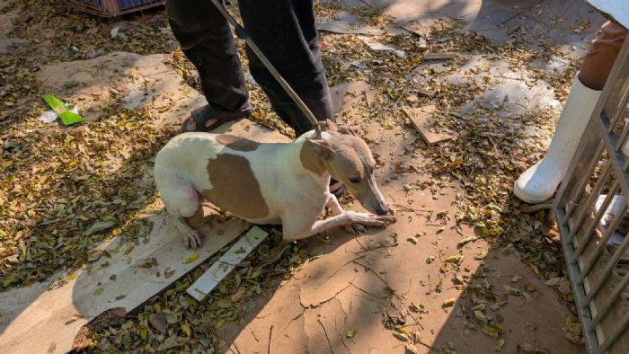 公私協力守護生命，台中北屯犬隻案件即時介入，醫療、安置與送養同步啟動