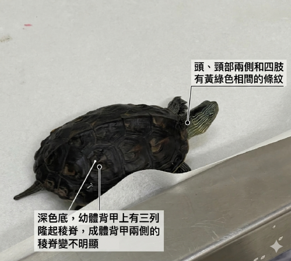 5月23日世界烏龜日暖心提醒！開車經過山區與公園路段，請讓「最慢路霸」安全回家