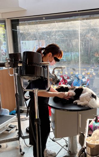 寵物美容更安心！北市啟動犬貓美容契約查核，守護毛孩與飼主權益
