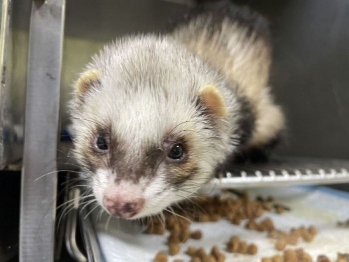 國際雪貂日一起認識牠！新北推特殊寵物登記獎勵，守護雪貂不走失、不棄養