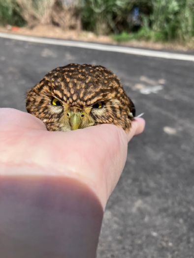 貝殼廟旁驚見「迷你憤怒鳥」停車頂！新北暖心救援鵂鶹，順利重返山林