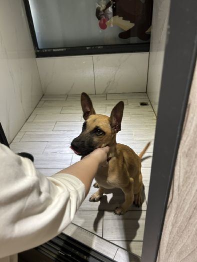 桃園市動物保護處首辦公益演唱會，機長王丰用音樂傳遞毛孩溫情故事