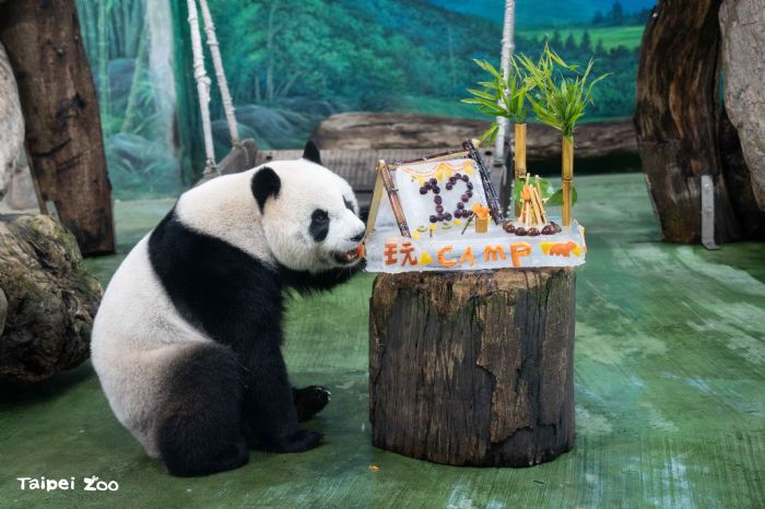 大貓熊「圓仔」12歲生日慶典，精彩「露營」主題冰蛋糕與獸醫聊天室，歡樂又知性