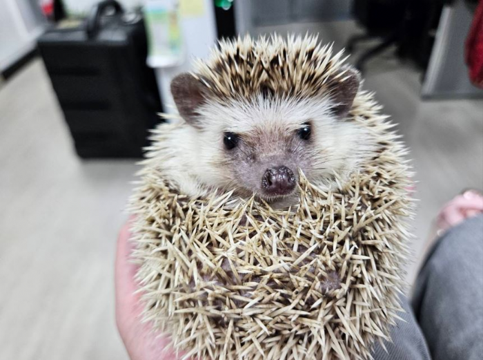 懂牠再養牠，用愛陪牠一輩子，2/2國際刺蝟日暖心提醒：別讓可愛成為走失的開始