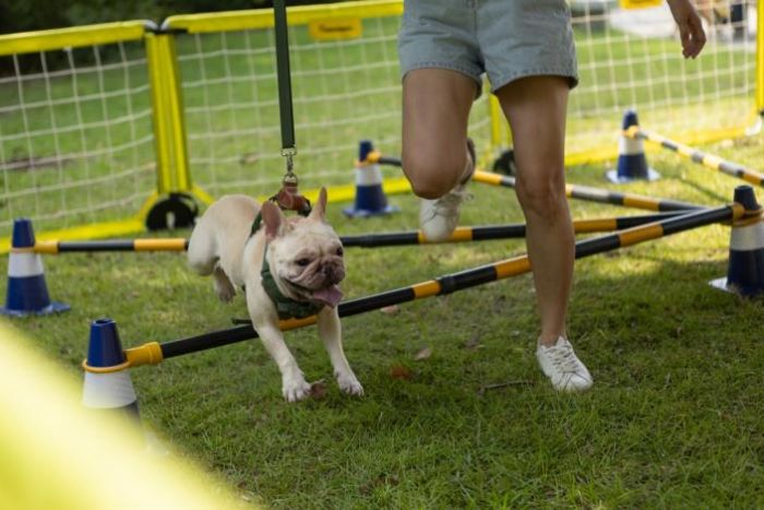 毛孩有愛不搗蛋！臺南府城Chill嗨嗨活動登場，打造人寵共享的幸福城市