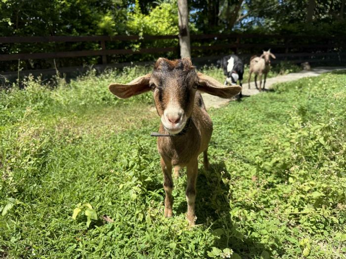 苗栗縣持續精進展演動物管理，讓關懷成為日常風景