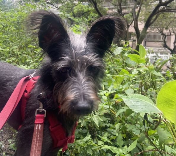 認養不孤單，新北暖心相伴！「認養後訓犬課程」陪毛孩安心回家