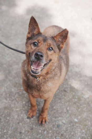 成犬也能成為家的主角──新北市成犬認養行動寫下溫暖新篇章