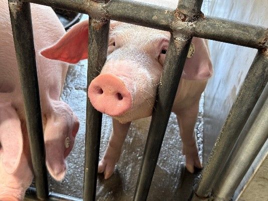 苗栗縣啟動115年度實驗動物機構查核，以專業管理守護動物福祉與科研品質