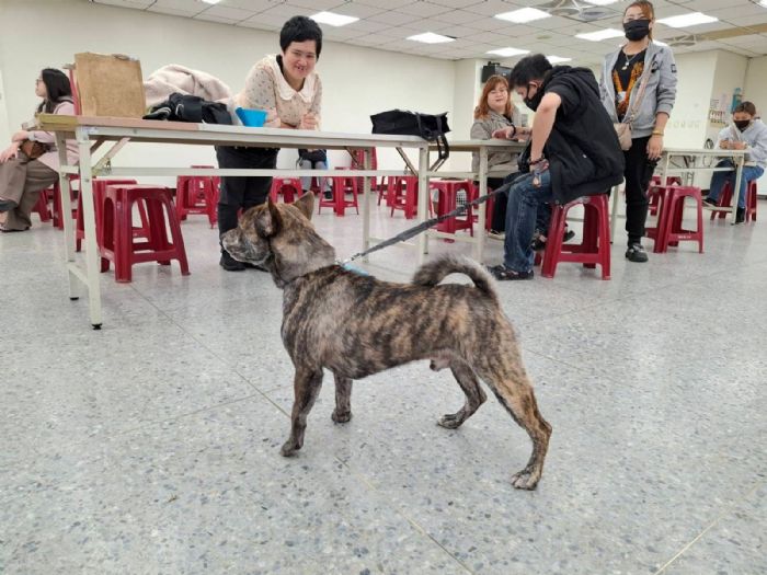 新北免費犬貓絕育三合一開跑！絕育、疫苗、寵物登記一次完成