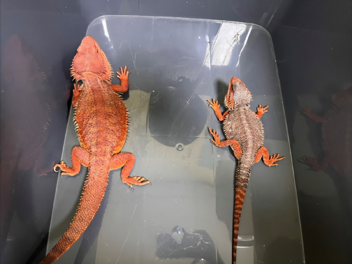包裹裡竟藏蜥蜴!新北動保處即時攔查守護生態 包裹裡竟藏蜥蜴!新北動保處即時攔查守護生態