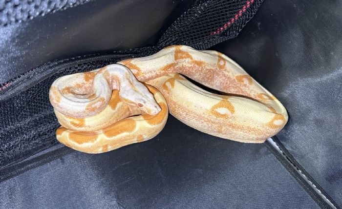 炎熱天氣讓蛇兒出動！新北推「非犬貓寵物登記」守護蛇寶貝不迷路