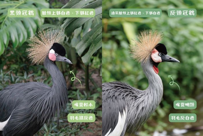 鶴園新生寶寶報到！不同種「冠鶴家族」攜手養育的溫馨物語