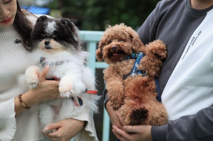 12/15世界強化免疫日暖心提醒：三個小習慣，替毛寶貝存下健康一整年