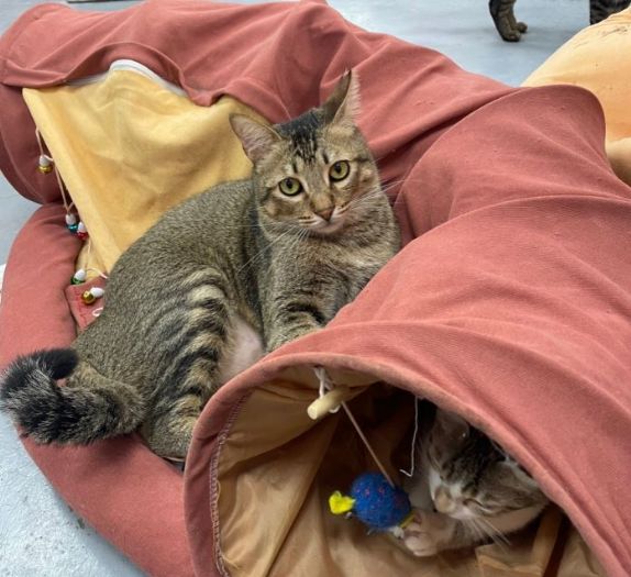 像旅館一樣的等待幸福時光！八里動物之家「喵喵屋」為貓咪打造安心新生活