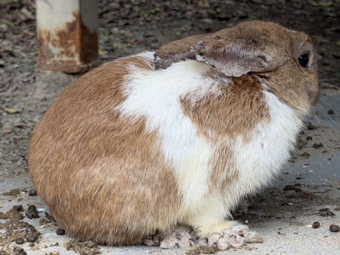 新北查獲非法兔子展演餐廳，動保處依法查辦並救援受困兔隻