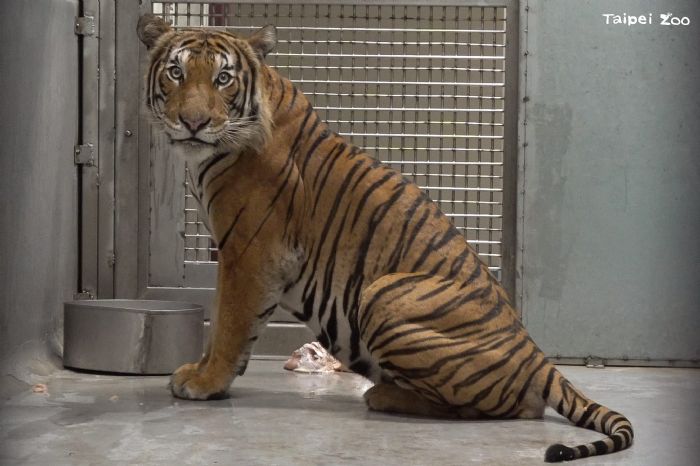馬來虎新朋友「Arhaa」加入台北動物園！期待與「Shima」攜手守護瀕危族群