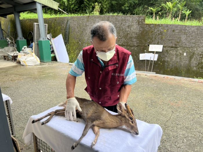 石門驚見受傷山羌，動保處緊急救援助牠重返山林
