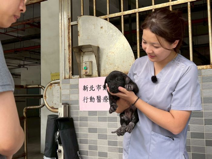 新北市推動「動物行動醫療站」，偏鄉毛寶貝就醫更便利，健康守護零距離