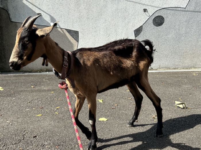 新北孤羊獲救記：從海岸流浪到山間牧場的幸福旅程