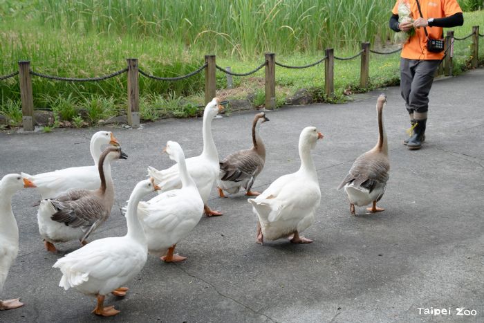 7月5日起暑假週六夜間延長開放,臺北市立動物園邀您一起「涼一夏」探索夜間動物世界 7月5日起暑假週六夜間延長開放,臺北市立動物園邀您一起「涼一夏」探索夜間動物世界