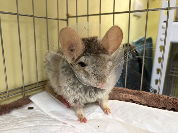 紙箱裡的微光，希望沒有被丟下 頂埔步道救援絨鼠（龍貓），一場溫柔接力的生命守護行動